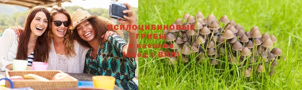 прущие грибы Касимов